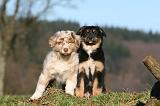 BERGER AUSTRALIEN PUPPIES 687